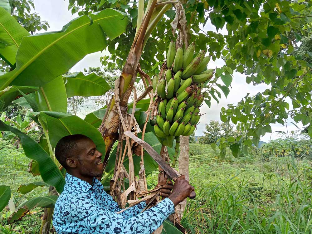 220050 - Togo: Faire Einkommen für Arbeitskräfte bei Kochbananen