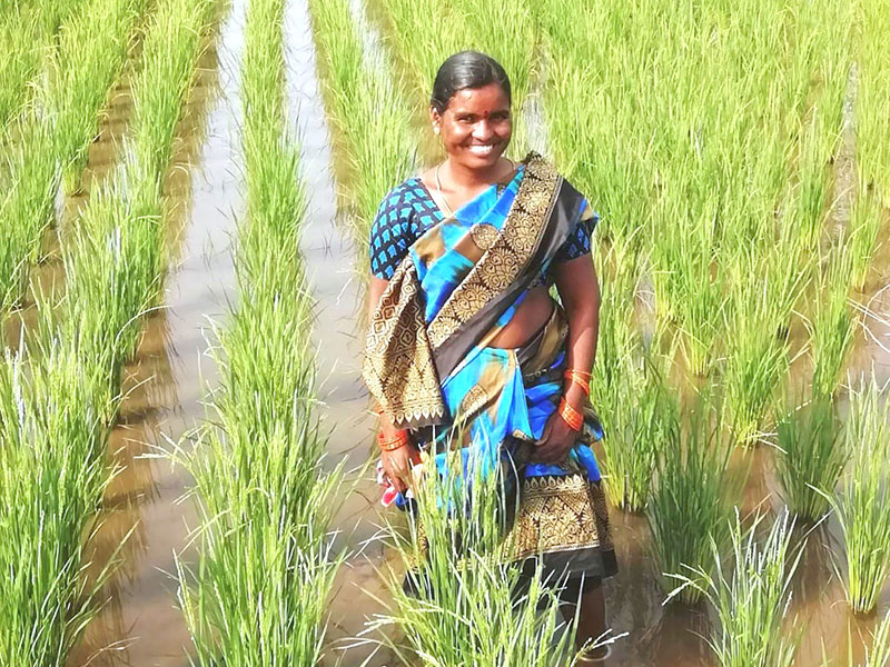 230024 - Indien: Mit biologischem Anbau und unternehmerischen Skills brechen Bäuerinnen aus der Armutsfalle aus 