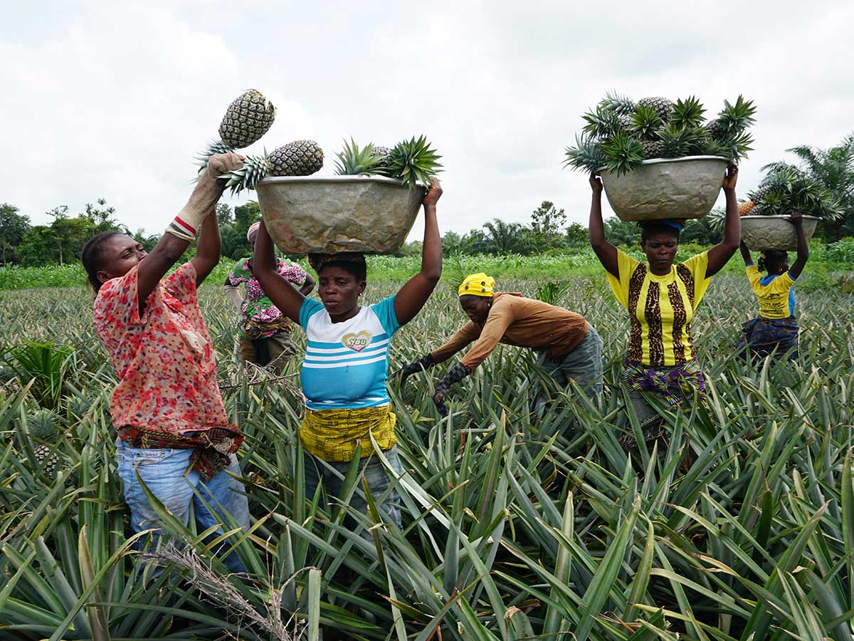 230039 - Benin: faire Arbeitsbedingungen und Ausbildung für Landarbeiter im Ananas-Sektor