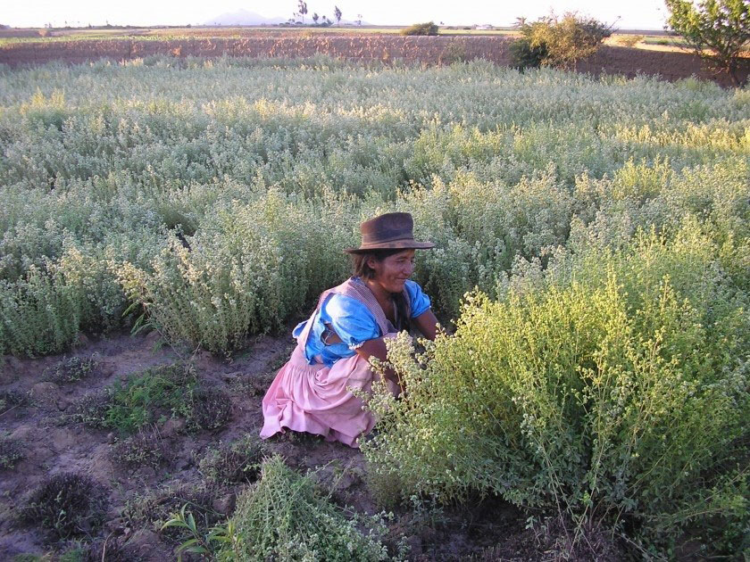 230045 - Bolivien: Oregano-Anbau sichert das Überleben einer Kooperative und von 2’000 Bauernfamilien